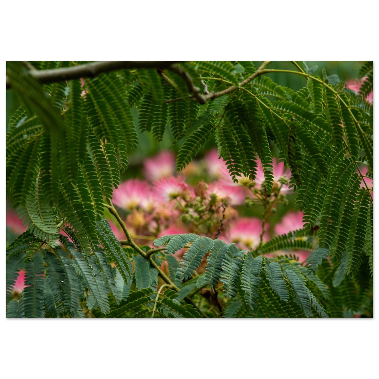 arbre à soie - Tableaux et posters de qualité, disponibles en différentes dimensions et matières.